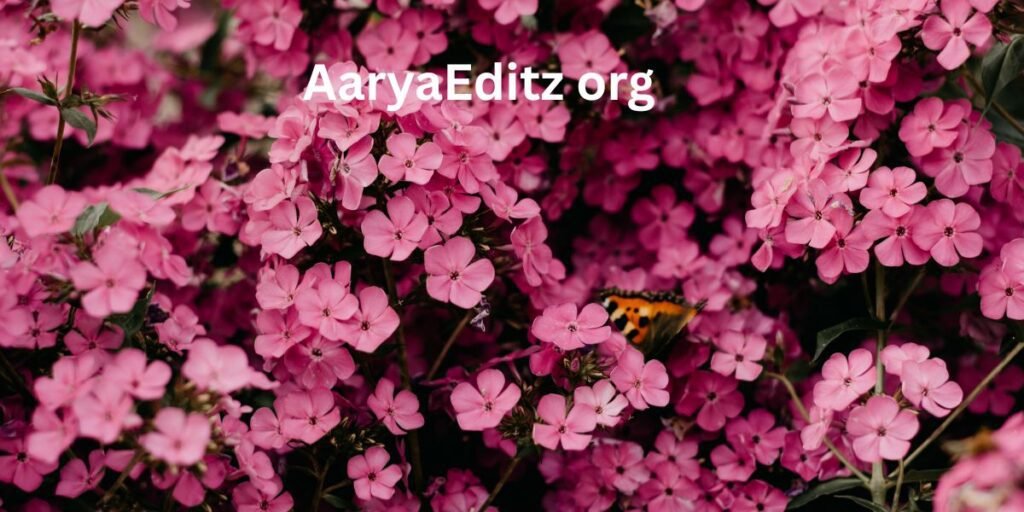 AaryaEditz org 